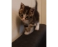 Adorable Chaton à adopter