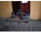 Vends chiots Dogues allemands bleus