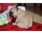 Magnifique Chiots Bouledogue Français Lof