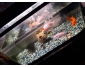 Aquarium complet avec 6 poissons