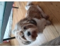 Shitsu Bichon chienne a donner
