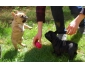 Chiots bouledogue français à donner