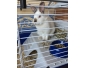 Lapin femelle angora de 8 mois à donner