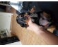 chiot teckel poil ras