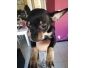 Chihuahua a vendre