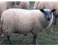 Moutons bleu du Maine