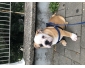 A vendre chiot bulldog anglais