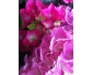 commerce de fleurs et décorations à remettre