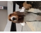 Basset hound