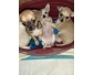 chiots chihuahuas mâles