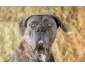 Cane Corso 4 ans mâle castré à donner