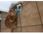 Chat à donner