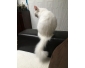 Chat Angora