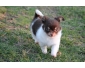 deux chiots chihuahua a donner