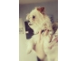 Chien