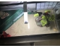 Tortues d’eau