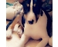 Bull terier x jack russel