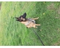 a donner berger malinois 9 moi