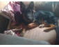 chienne