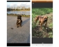 À vendre, 5 mâles et 2 femelles de race Staffordsh