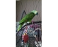 perroquet avec cage