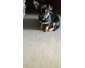 chiot chihuahua