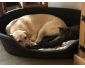 Chien labrador