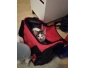 Petit chat