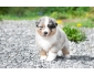 Chiots Berger Australien