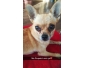 Vend chihuahua