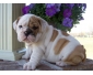 chiots bouledogue anglais pour adoption