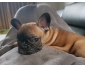 Bouledogue francais 2 mois