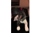 Chienne à replacer
