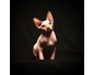 Chaton sphynx