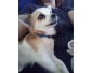 petit chien chiwawa a donner