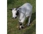 bouc nain castré 15 mois