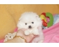 spitz pomeranian