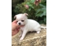 Chiots chihuahua a donner pour Noél