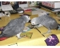 Jeunes couple Perroquets Gris du Gabon 11 mois