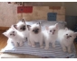 chatons Sacré de Birmanie