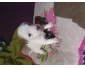 Chiot jack Russel