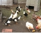 A vendre canard coureur indiens