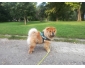 Chow chow