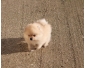 a donner adorable chiot de type spitz nain femelle