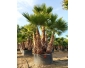 Palmier Washingtonia Robusta a 5 stipes