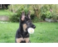 deux chiots berger allemand