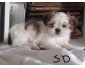 Shih tzu femelle 3m
