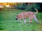 Chiot malinois