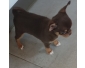 Donne Chiot chihuahua mâle chocolat et tan