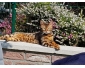 Chats du Bengal à vendre